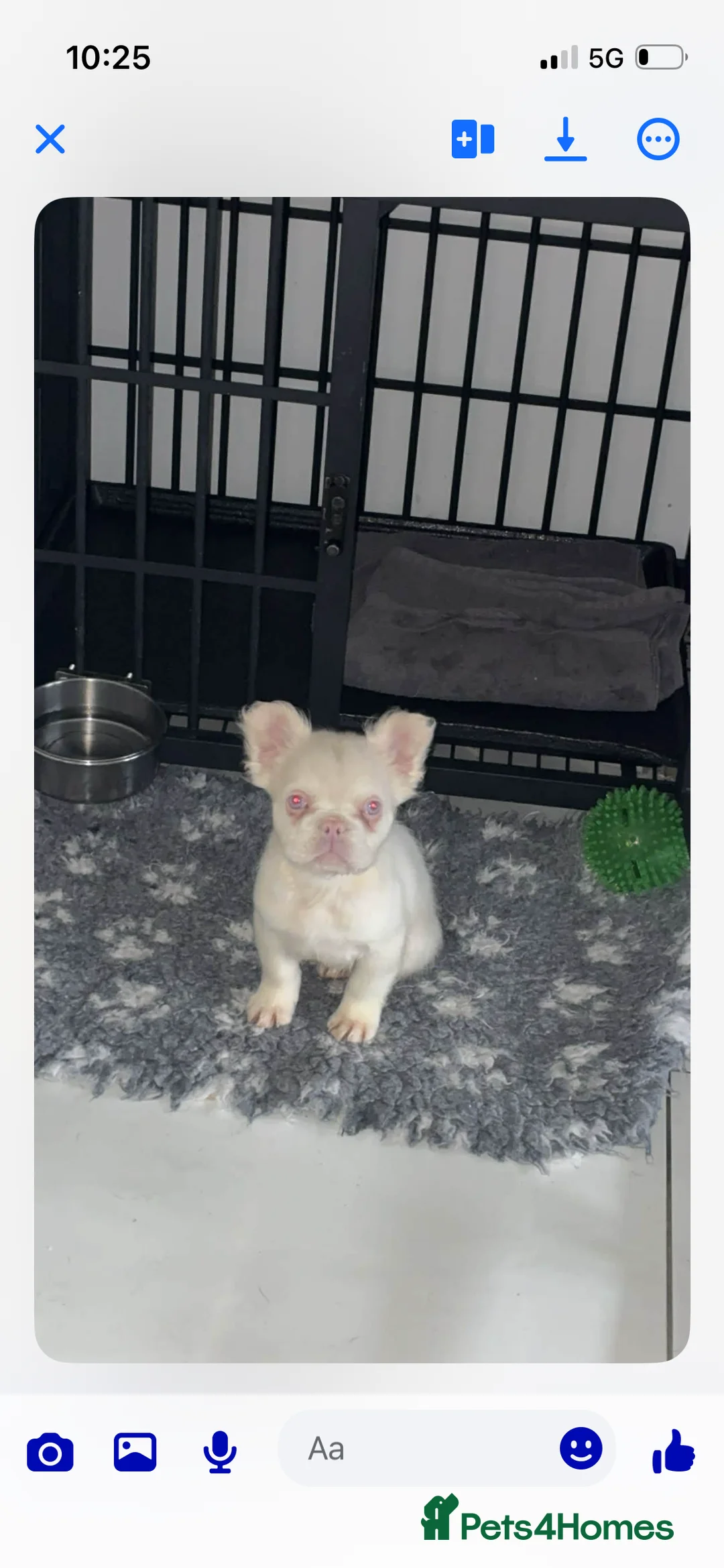 French Bulldog dogs for sale: Pink fluffy frenchie in Rotherham - Advert 3
