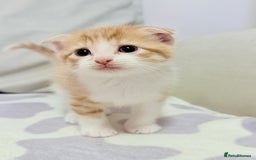 Scottish Fold cats for sale: Scottish fold mix with tabby .  - Image 3