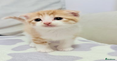 Scottish Fold cats - Advert 2
