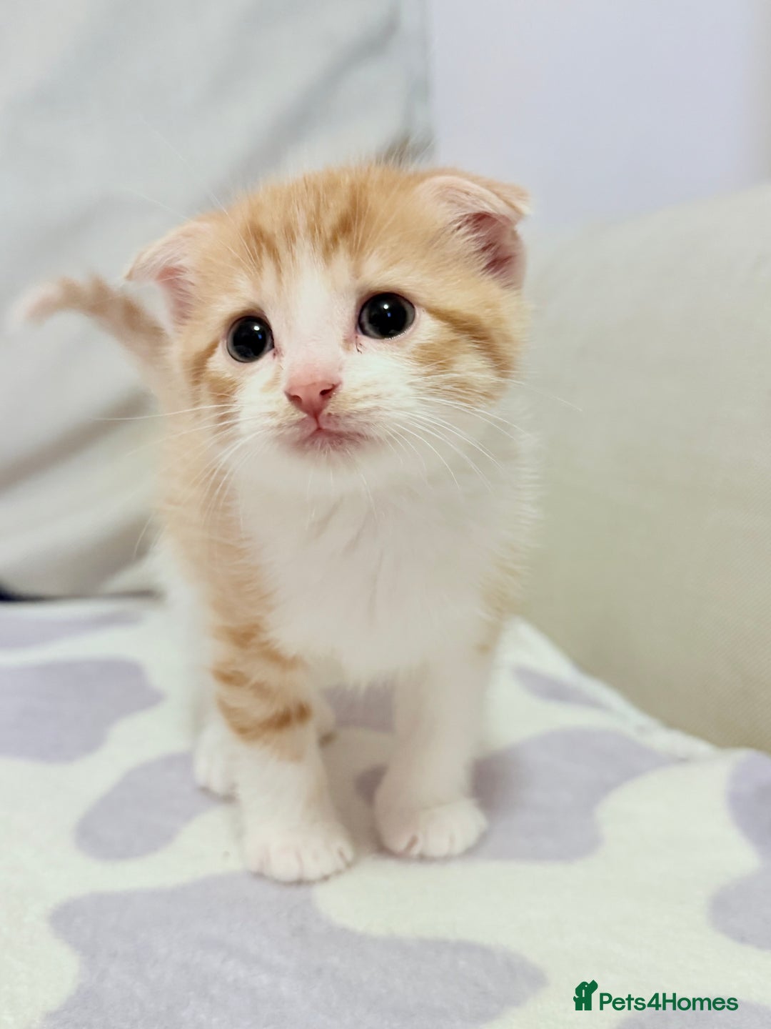 Scottish Fold cats for sale: Scottish fold mix with tabby .  - Image 3