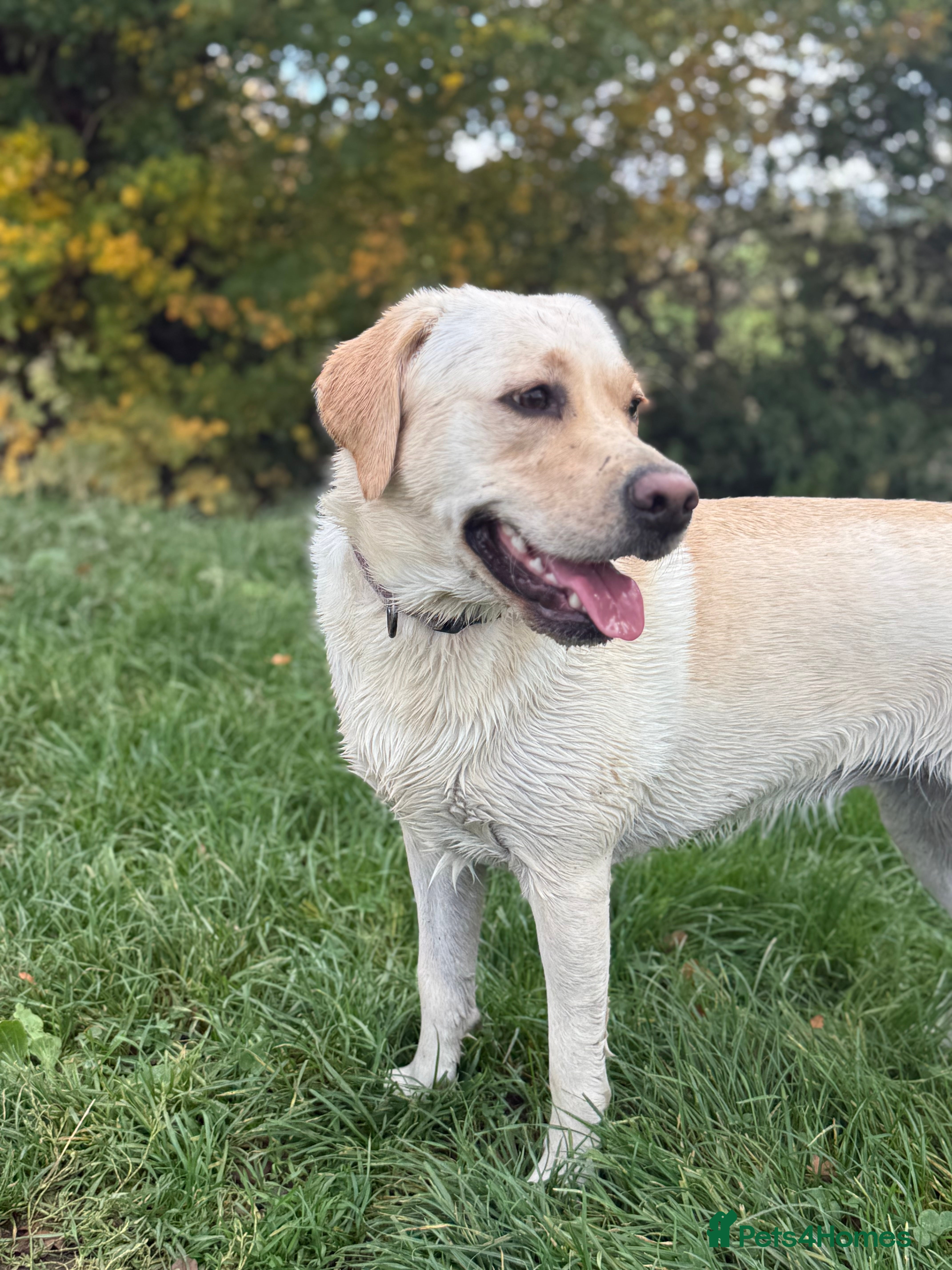 Goldador dogs Labrador x Golden retriever - PLEASE READ - Advert 14