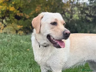 Goldador dogs Labrador x Golden retriever - PLEASE READ - Advert 8