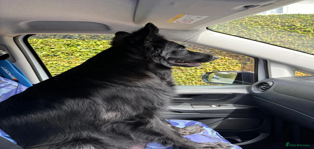 Gallery Image {{count}}