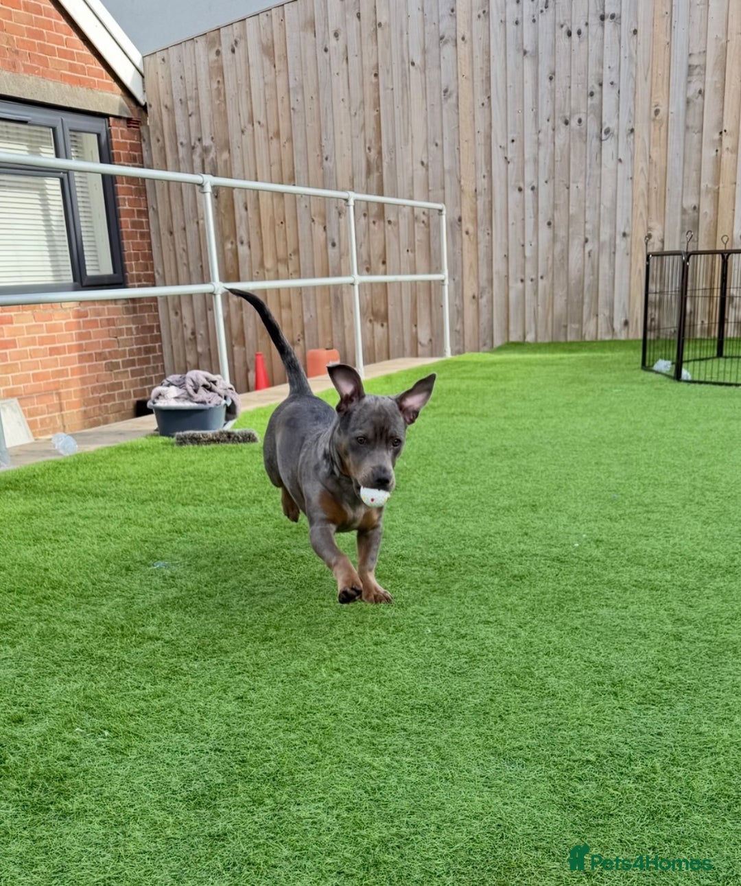 Mixed Breed dogs for sale: Staffy X Dachshund - Image 6
