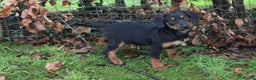 Mixed Breed dogs for sale: Cocker x Kelpie Puppies - Advert 15