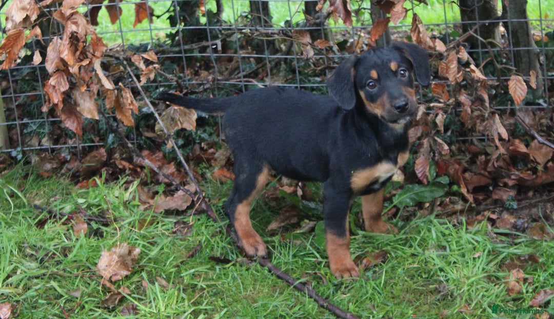Mixed Breed dogs for sale: Cocker x Kelpie Puppies - Advert 15