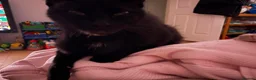 Mixed Breed cats for sale: 3 male kittens  in Swindon - Advert 1