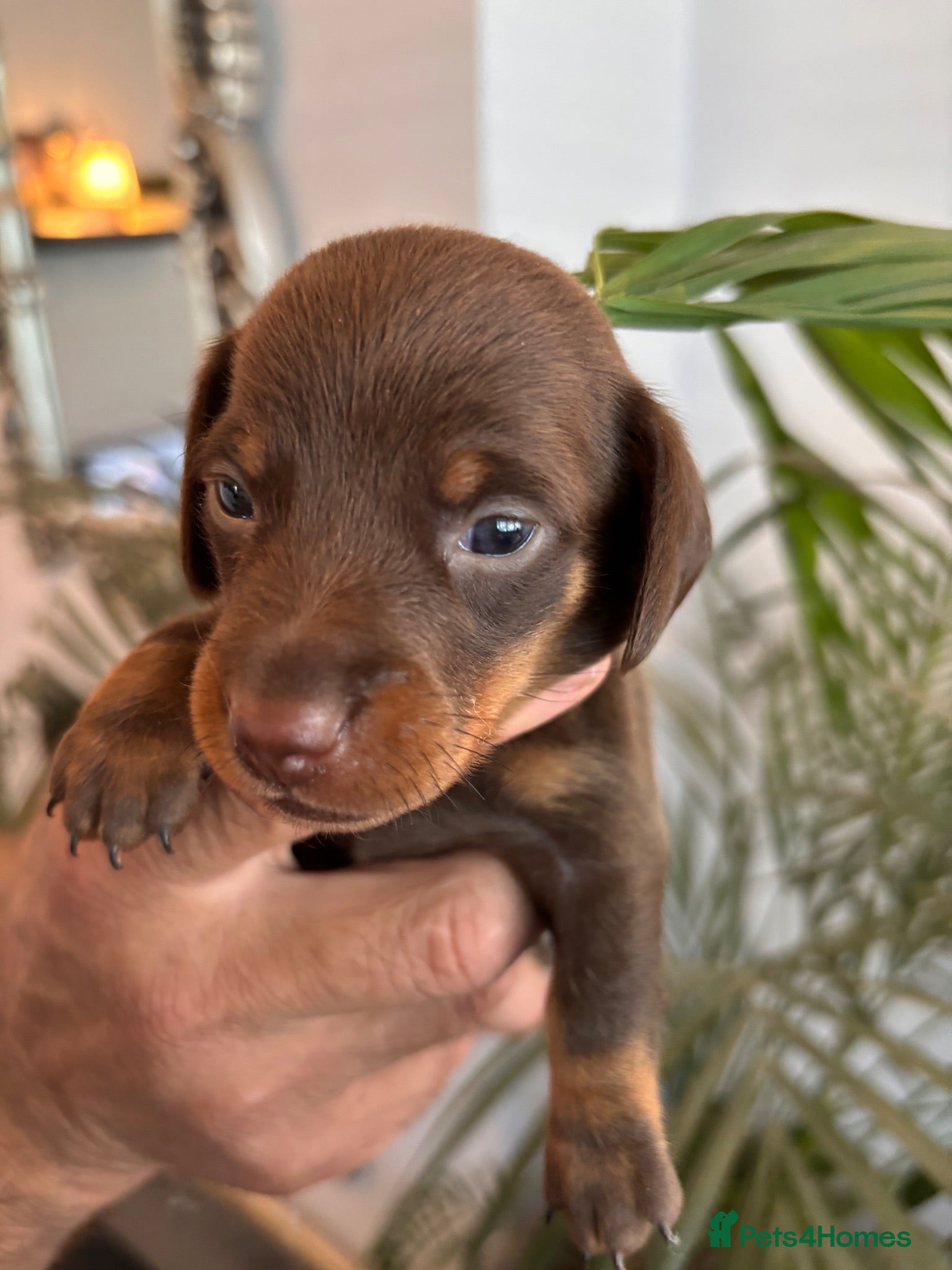 Miniature Dachshund dogs  Quality kc reg dachshunds . Parents health tested - Advert 2