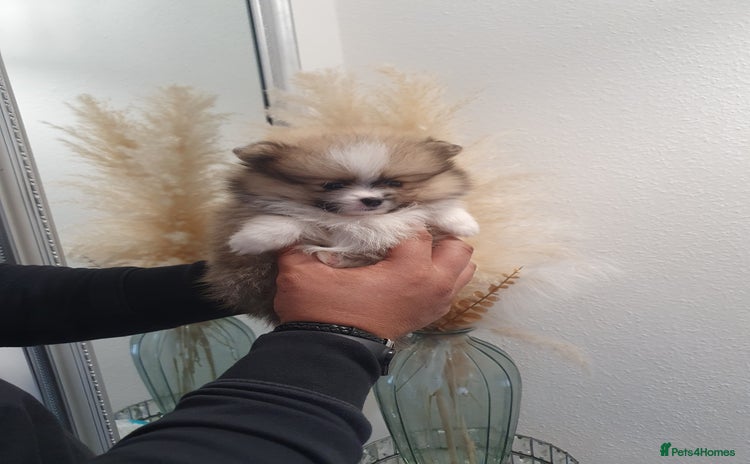 Pomeranian dogs - Advert 1