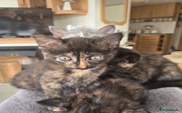 British Shorthair cats for sale: British shorthair kittens available 5 girls left  - Image 8
