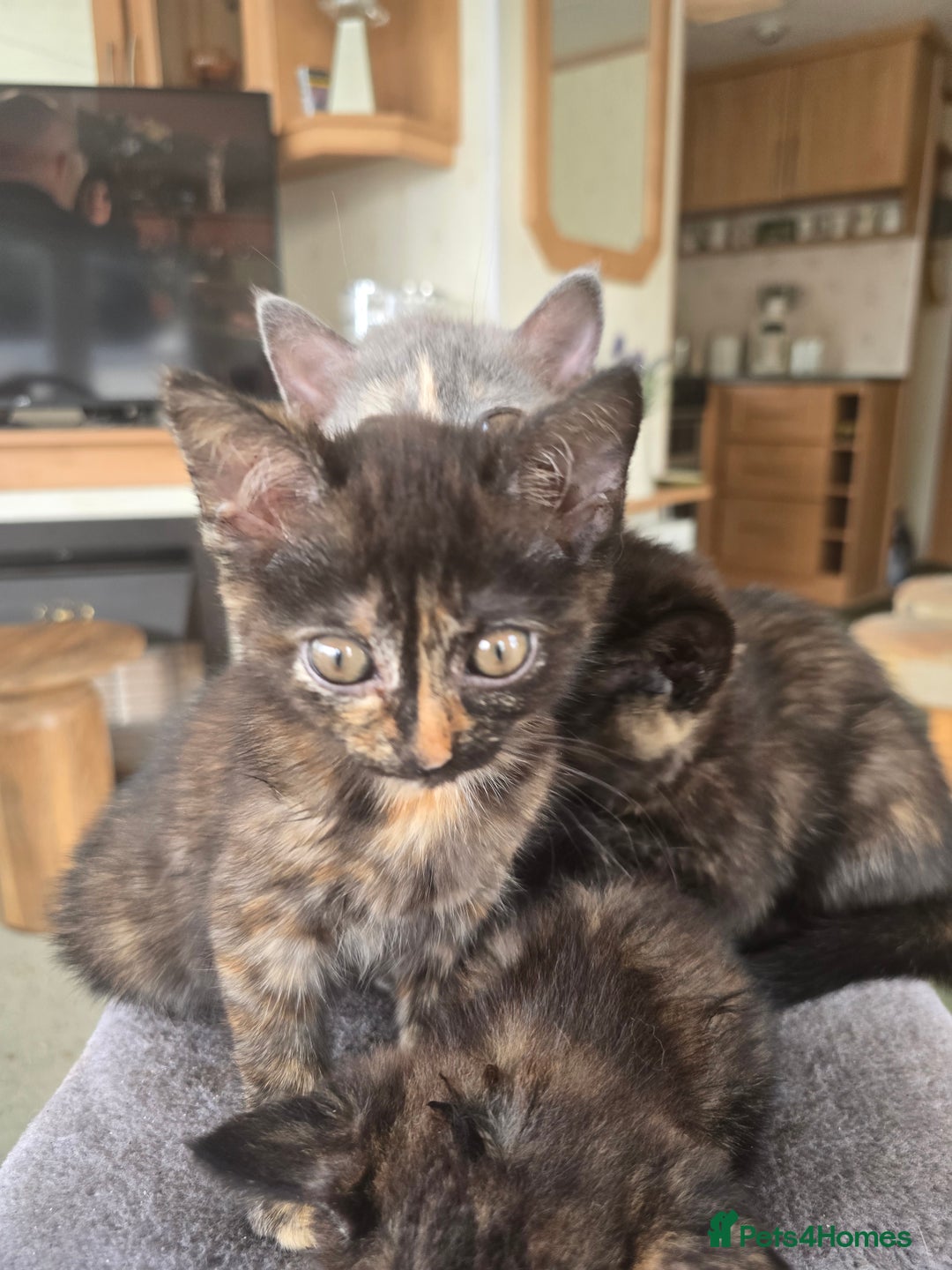 British Shorthair cats for sale: British shorthair kittens available 5 girls left  - Image 8