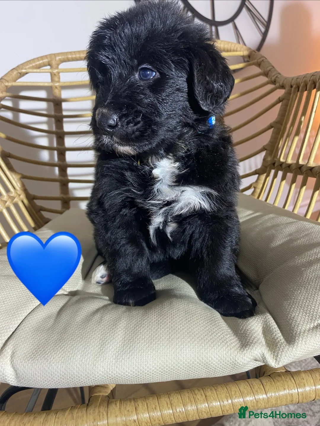 Mixed Breed dogs for sale: Golden Bernese Puppies 🖤🤍🤎 - Advert 36