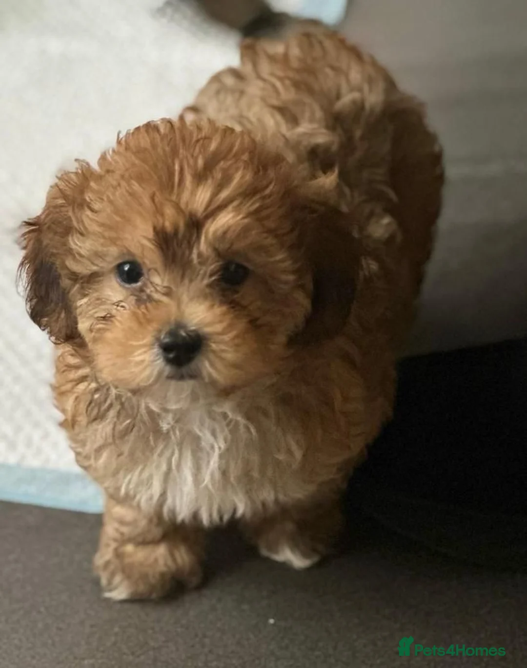 Shihpoo dogs for sale:  . Shihpoo WAITING LIST Open Limited Spaces - Advert 2