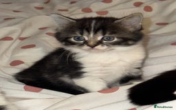 Mixed Breed cats for sale: 3 Male kittens  - Image 1