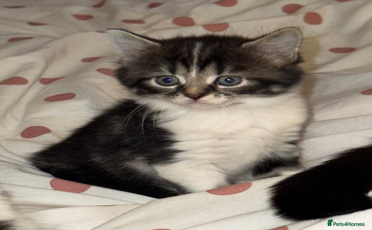 Mixed Breed cats - Advert 4
