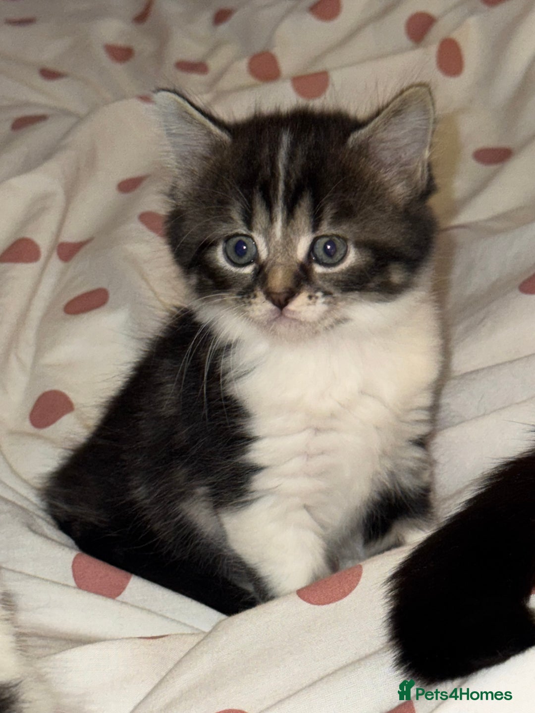 Mixed Breed cats for sale: 3 Male kittens  - Image 1