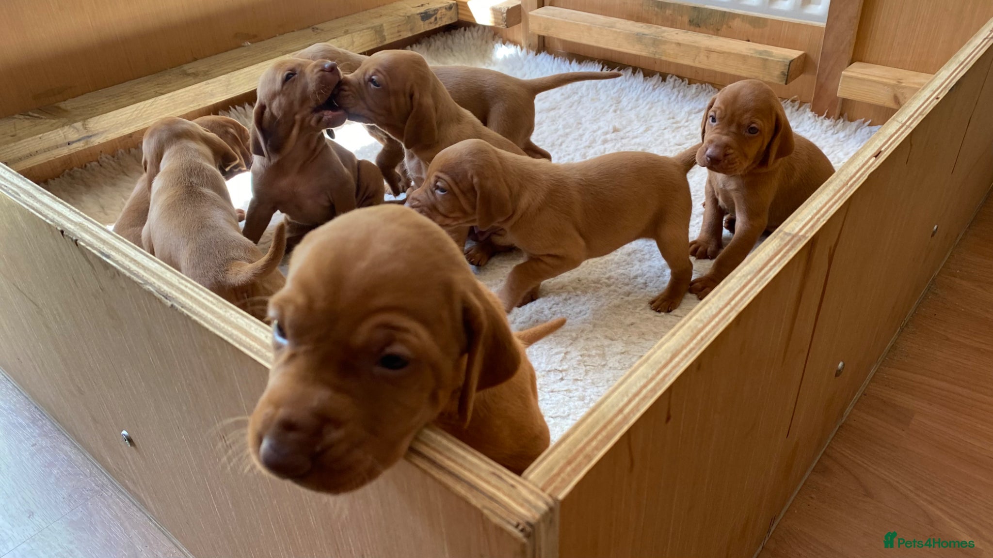 Hungarian Vizsla dogs KC Reg HV Pups, COI 1.3% ,Hip Scored For Sale - Advert 2