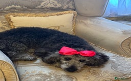 Miniature Poodle dogs for sale: Blue/silver girl puppy 8 months old. 4 gen. Kennel - Image 3