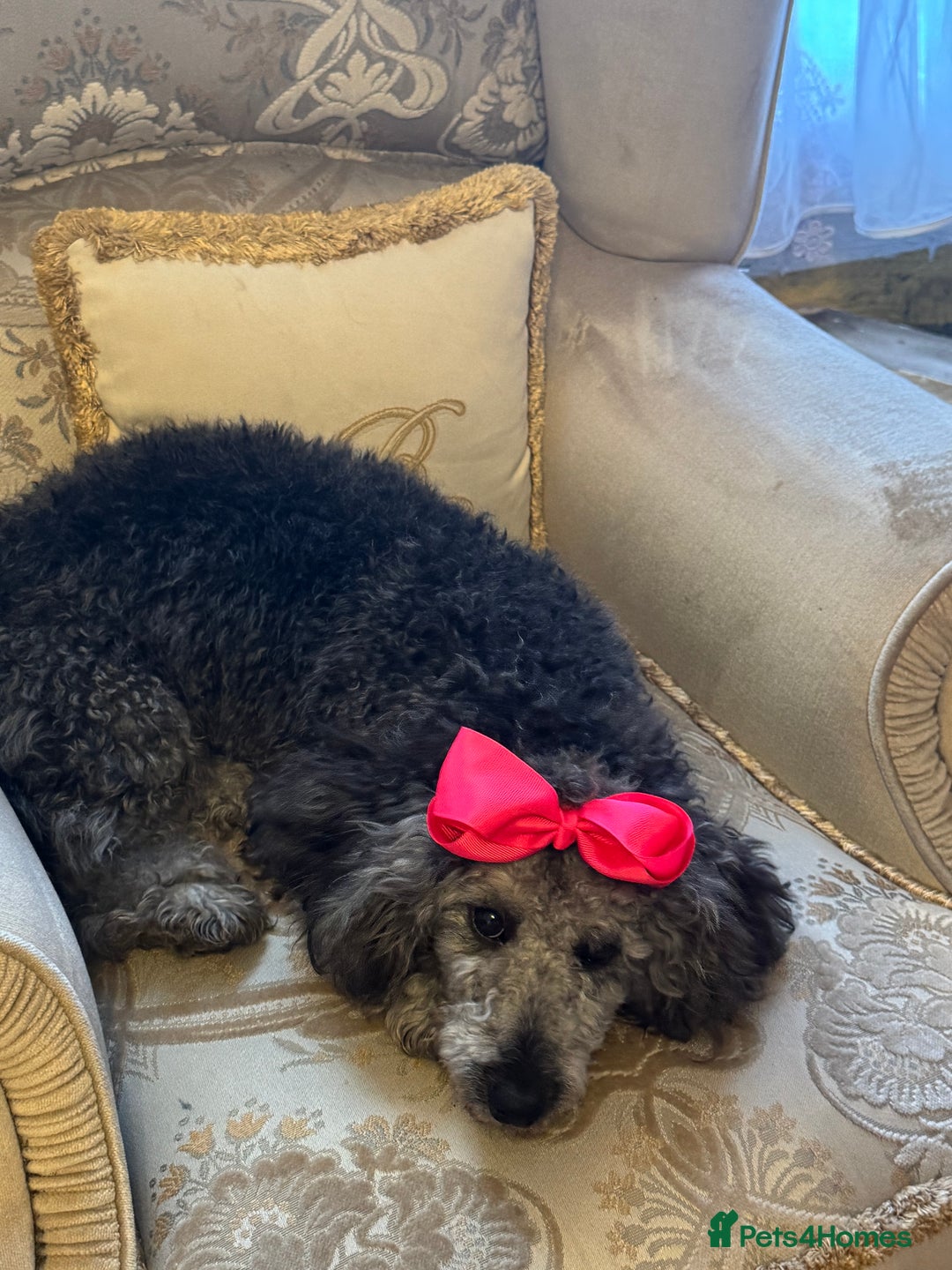 Miniature Poodle dogs for sale: Blue/silver girl puppy 8 months old. 4 gen. Kennel - Image 3