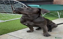 Cane Corso dogs for stud: Female Cane corso for Breed  - Image 6