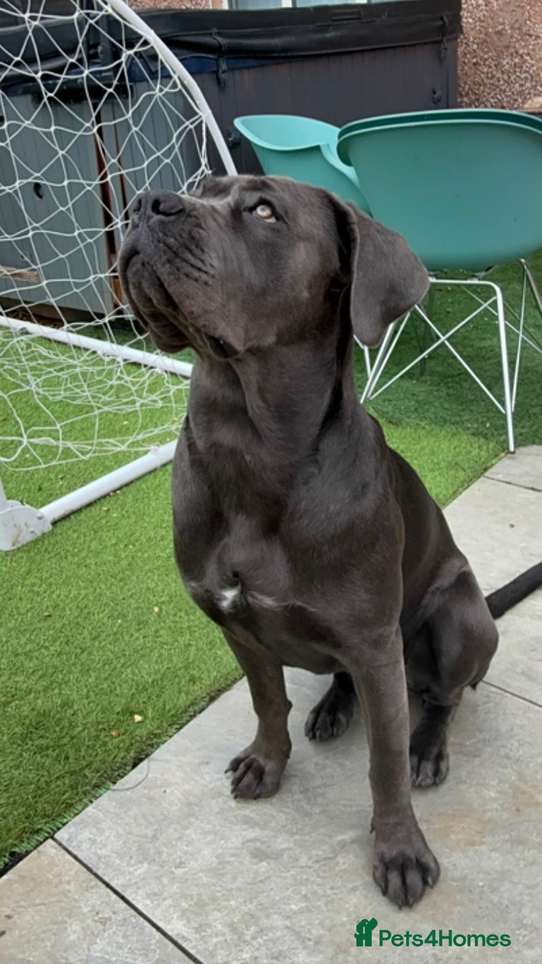Cane Corso dogs for stud: Female Cane corso for Breed  - Image 6