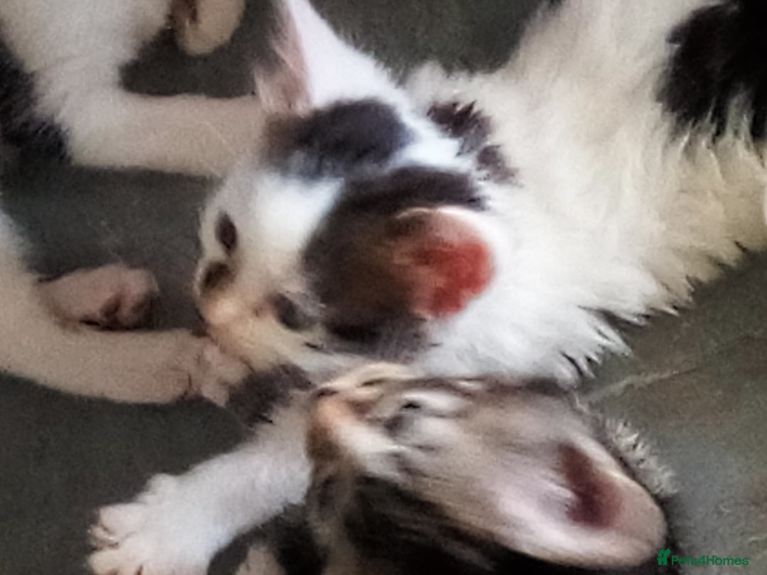 Mixed Breed cats for sale: Pretty kittens - Image 2