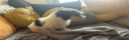 Mixed Breed dogs for sale: Dogs hair don’t fall out look like cokapoos  - Advert 5