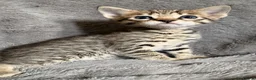 Savannah cats for sale: Beautiful SBT female - Advert 4