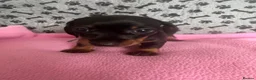 Dachshund dogs for sale: 🐾 Gorgeous Mini Dachshund Puppies-Come meet them! - Advert 5