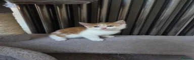 Sweet ginger-white girl