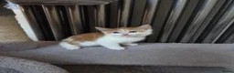 Mixed Breed cats for sale: 5 Adorable Kittens Looking for Loving Homes - Advert 6