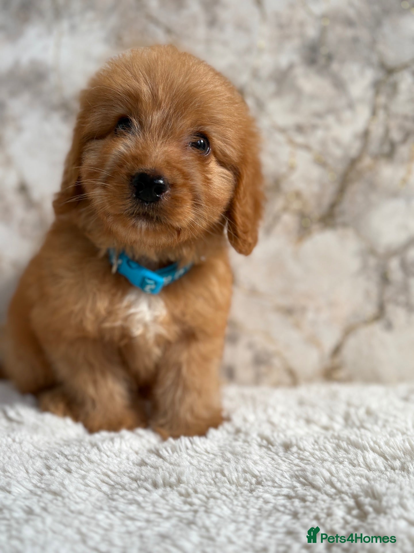 Cockapoo dogs Health tested F1 cockapoo puppies 🐶  - Advert 1