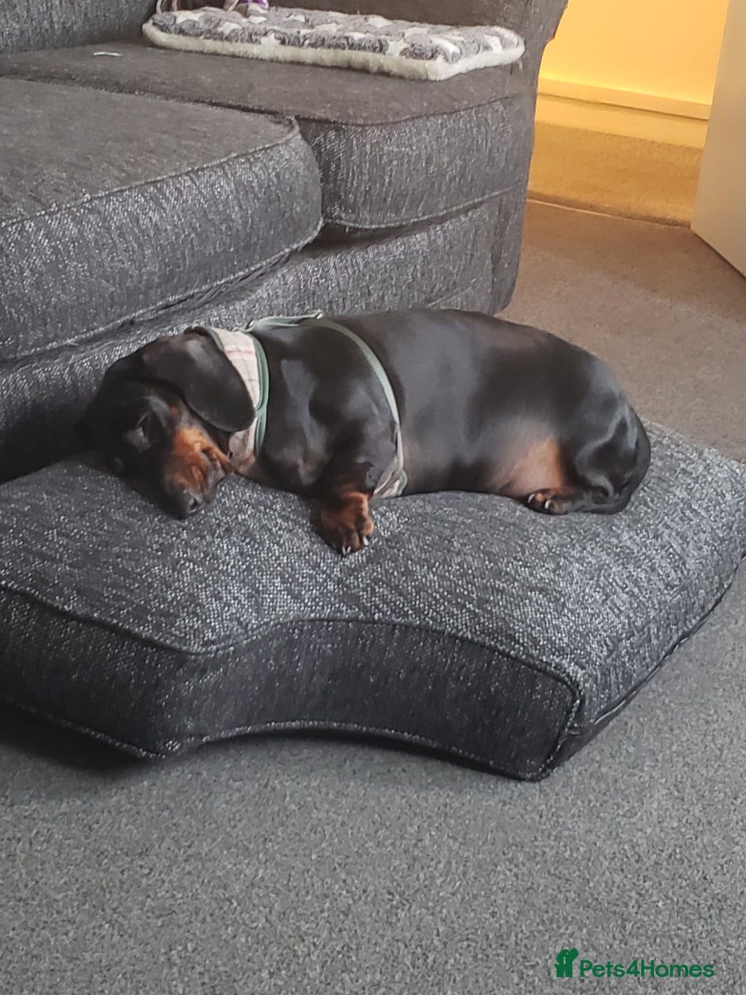 Dachshund dogs for sale: 🐾 Free to a Loving, Experienced Home - Advert 9