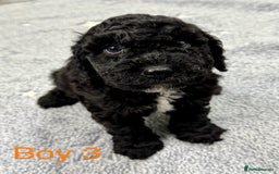 Cockapoo dogs for sale: Outstanding Cockapoos Fully Health Tested  - Image 1