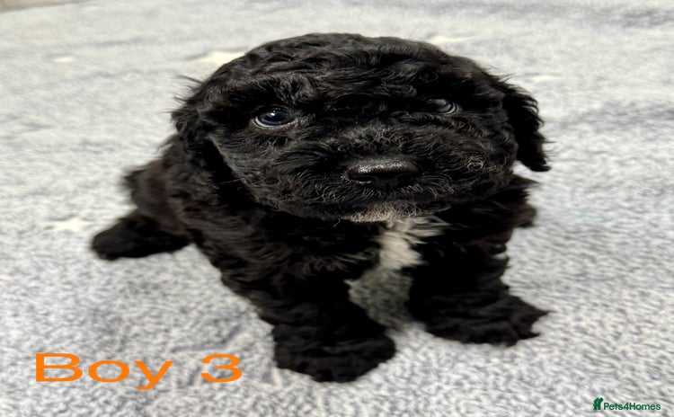 Cockapoo dogs - Advert 1
