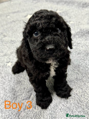 Cockapoo dogs - Advert 7