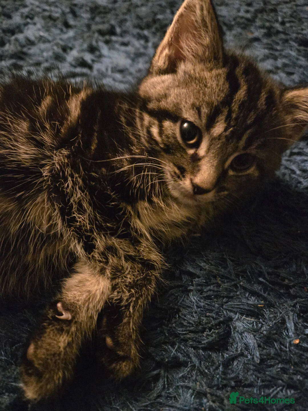 Mixed Breed cats for sale: Tabby female kitten in Colchester - Advert 2