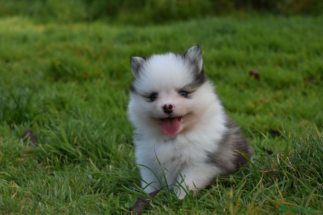 Pomsky dogs for sale: Genuine Toy Size Pomskies - Image 26