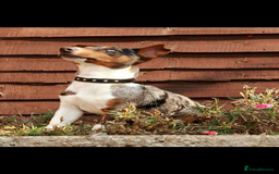 Jack Russell dogs for sale: 1 little boy left - Miniature Jack Russell’s  - Image 5