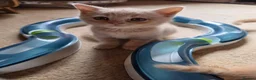 British Shorthair cats for sale: Cream British Shorthair  - Advert 6