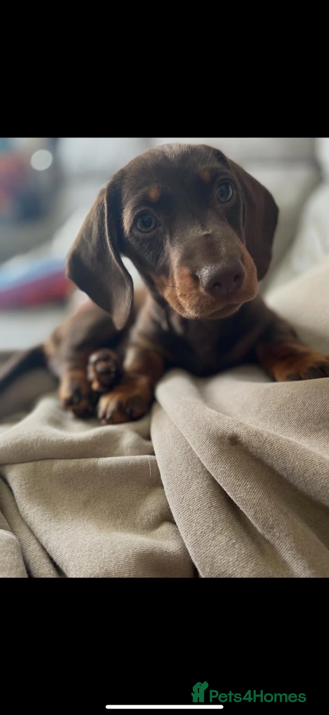 Miniature Dachshund dogs for sale: Miniature dachshund for sale  in Witney - Advert 2