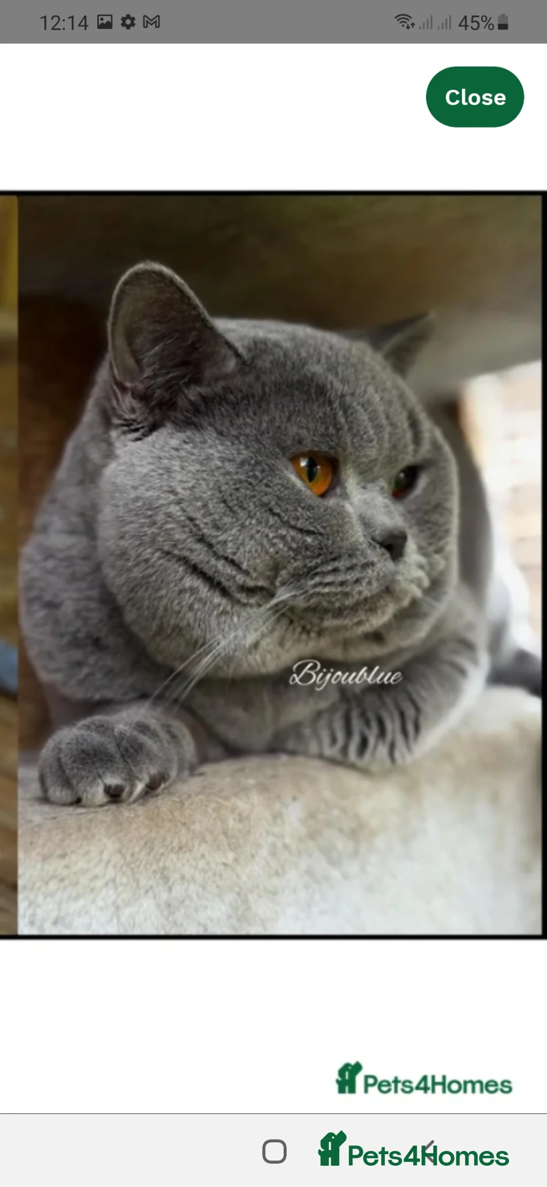 British Shorthair cats for stud: Meet Mr ,Mighty Tyson ,back home  in Reigate - Advert 1