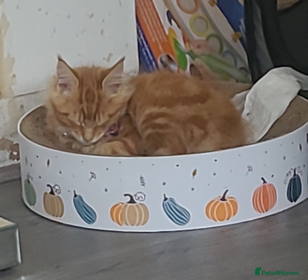 Maine Coon cats for sale: Ginger Maine Coon Kittens  - Advert 11