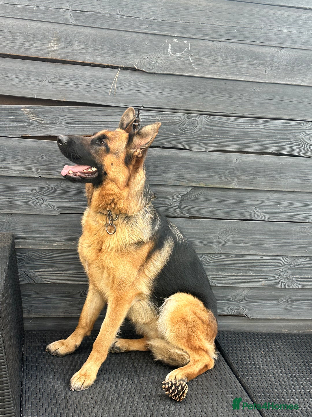German Shepherd dogs for sale: Top Quality German Shepherd Short hair Bitch puppy - Image 1