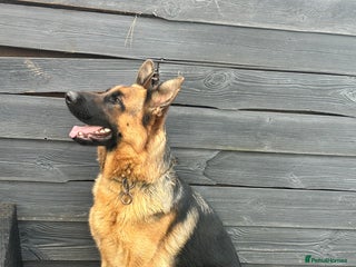 German Shepherd dogs - Advert 30