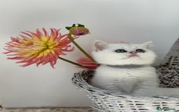 British Shorthair cats for sale: 🩵Silver shaded British short hair kitten 🩵 - Image 11