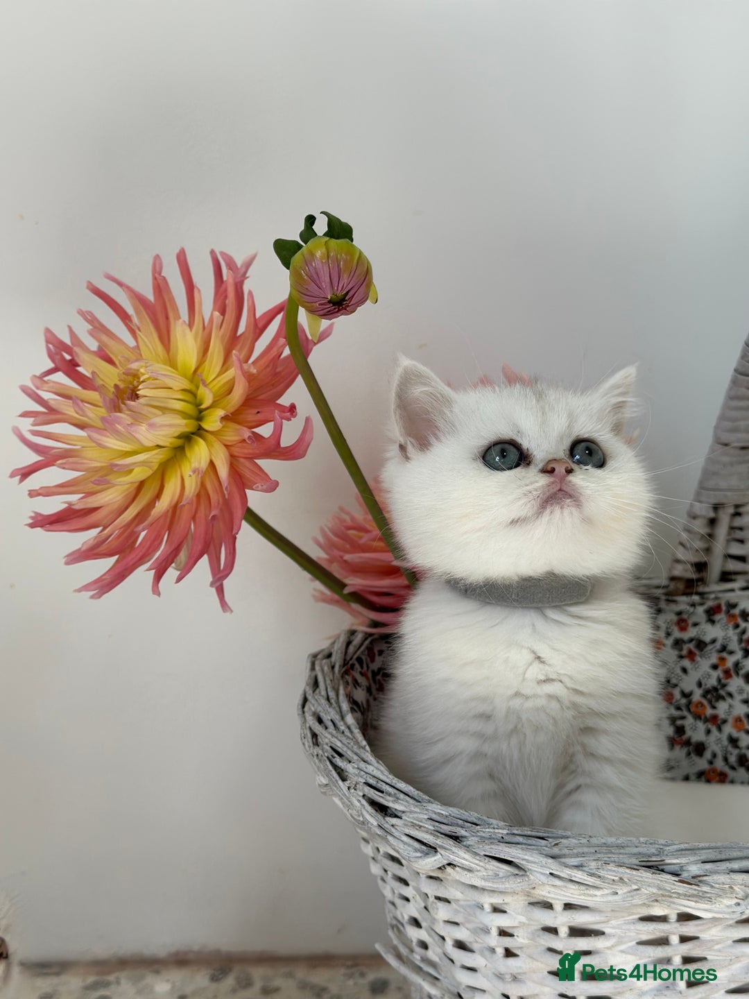 British Shorthair cats for sale: 🩵Silver shaded British short hair kitten 🩵 - Image 11