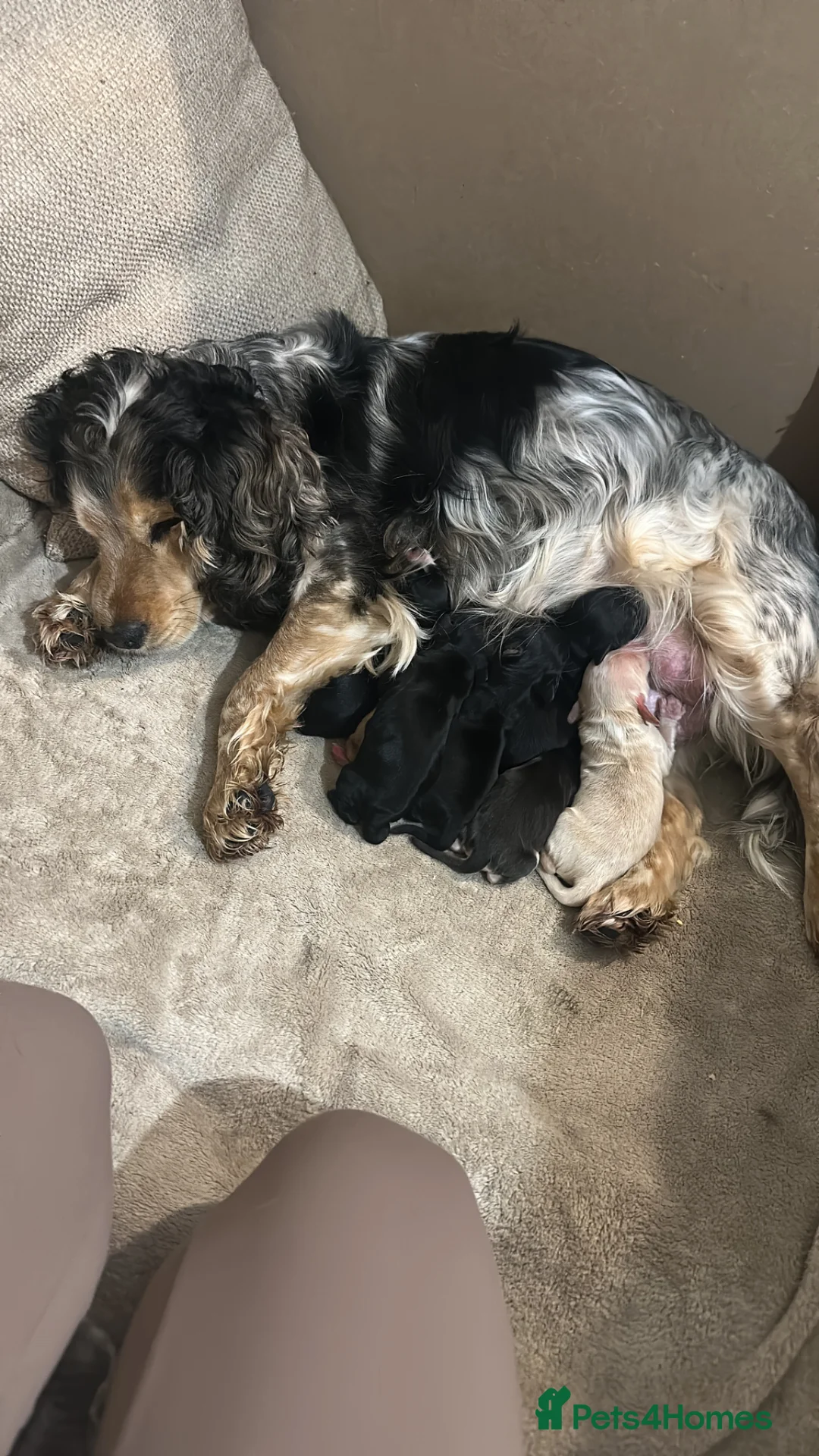 Cockapoo dogs for sale: F1B Cockapoo’s for sale - Advert 16