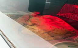 Bearded Dragon reptiles for sale: Red beaded dragon  - Image 4