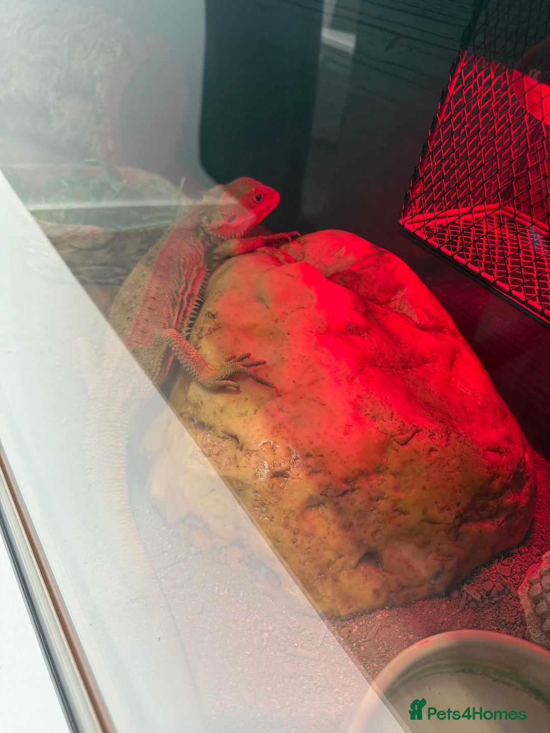 Bearded Dragon reptiles for sale: Red beaded dragon  - Image 4